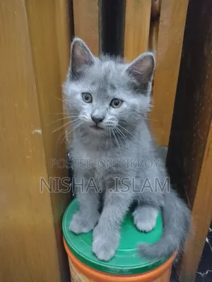 1-3 Months Male Purebred British Shorthair
