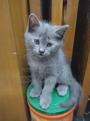 1-3 Months Male Purebred British Shorthair