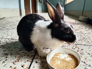এডাল্ট ফিমেল খরগোশ