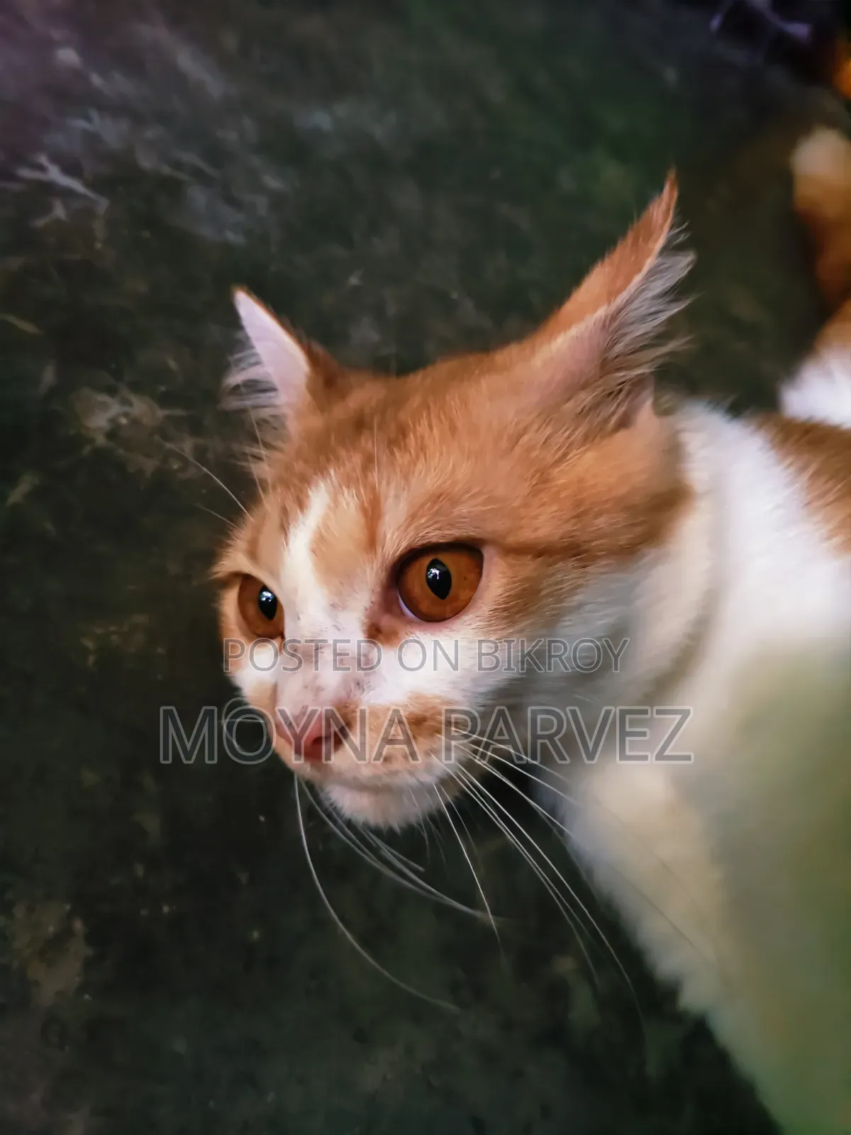 3-6 Months Male Mixed Breed British Shorthair