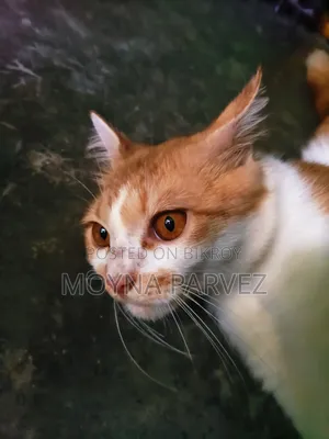 3-6 Months Male Mixed Breed British Shorthair