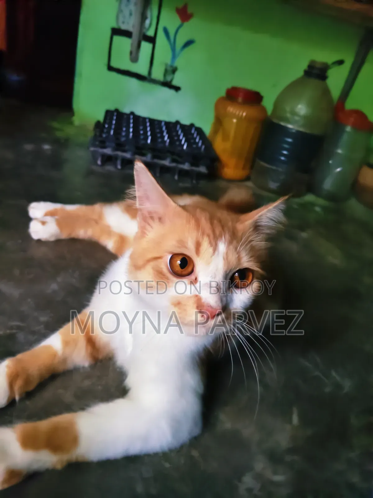 3-6 Months Male Mixed Breed British Shorthair