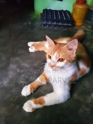 3-6 Months Male Mixed Breed British Shorthair