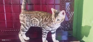 6-12 Months Female Purebred Bengal