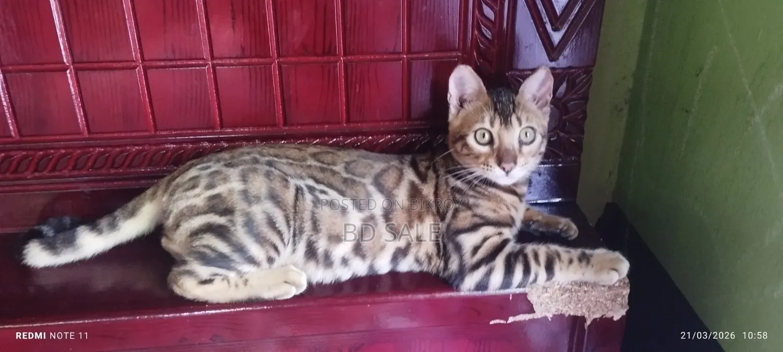 6-12 Months Female Purebred Bengal