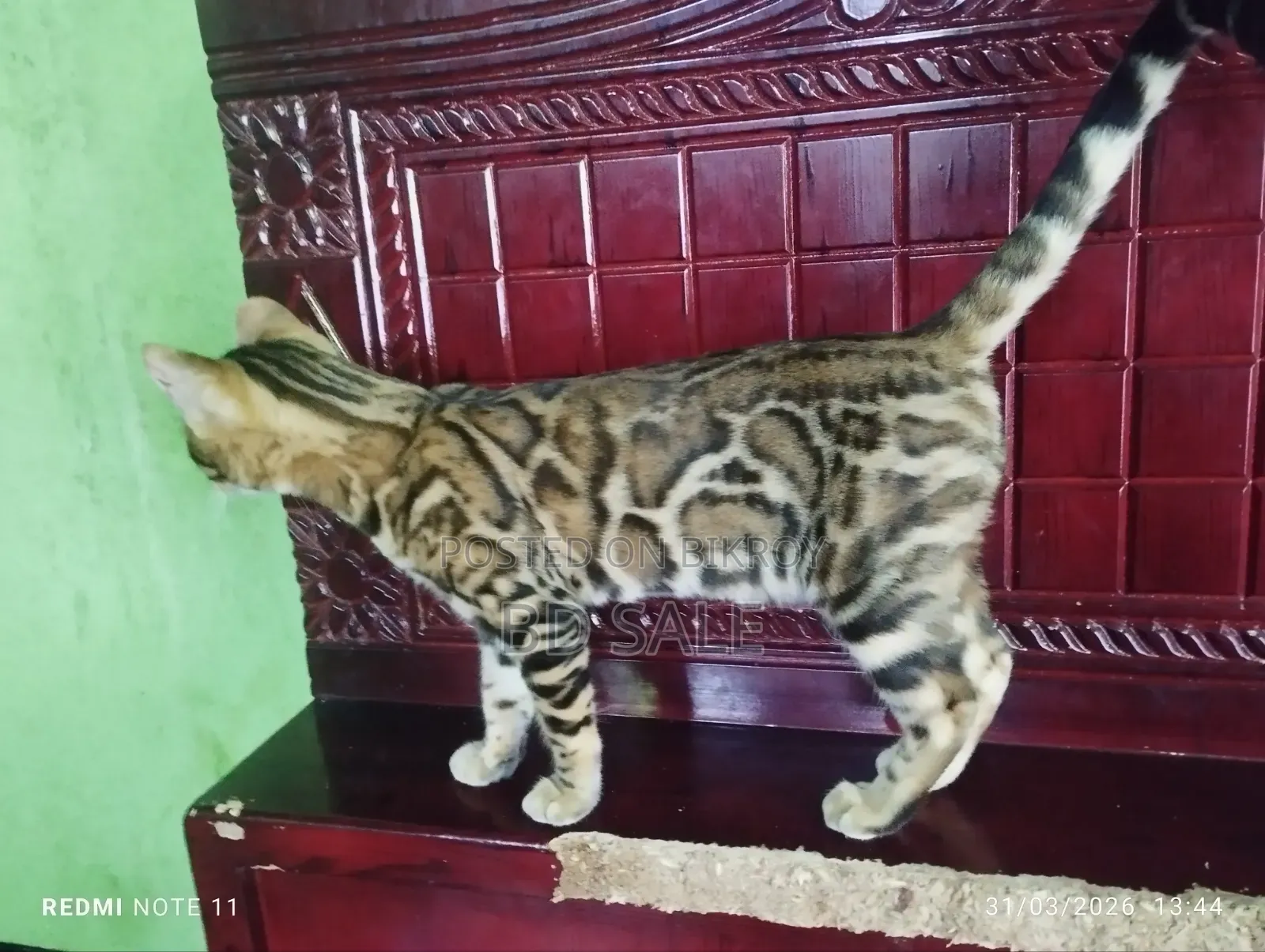 6-12 Months Female Purebred Bengal