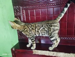 6-12 Months Female Purebred Bengal