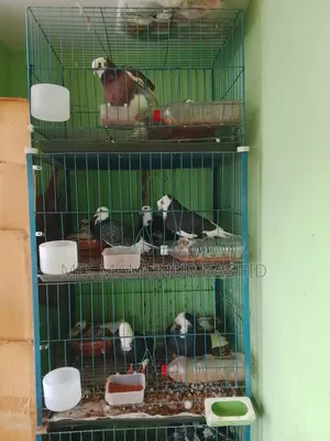 Some Running Pigeons for Sale