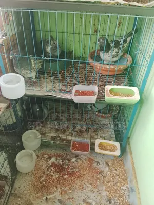 Some Running Pigeons for Sale