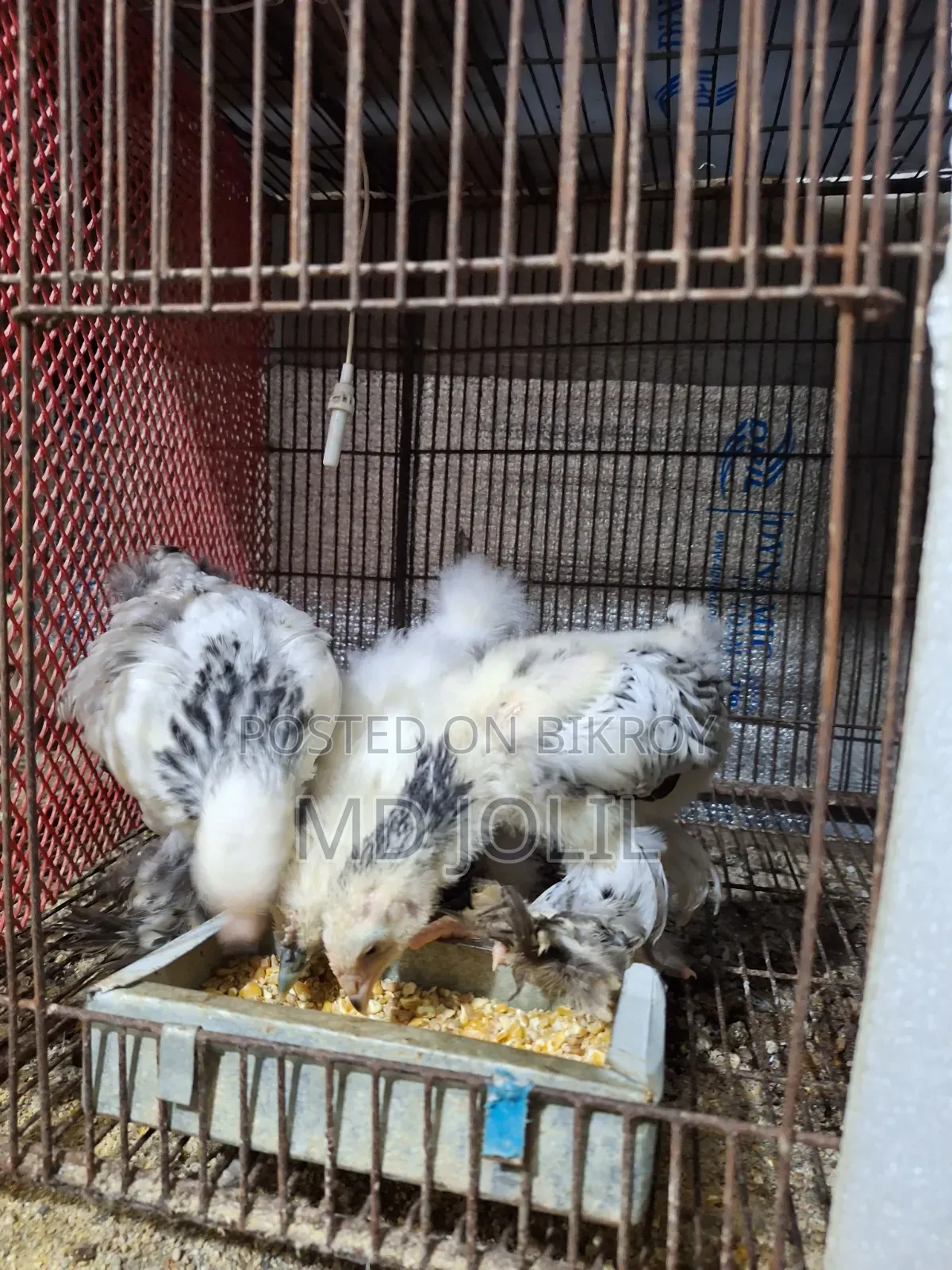 ব্রাহমা মুরগি
