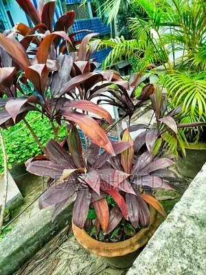 Outdoor Plants
