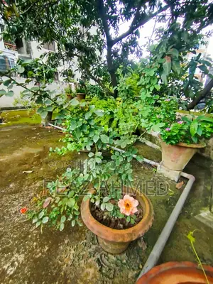 আউটডোর প্ল্যান্টস