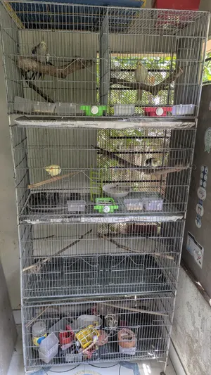 Bird Cage দৈর্ঘ্য ১৮ ইঞ্চি, চওড়া ৩৬ ইঞ্চি