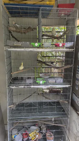 Bird Cage length 18 inches, width 36 inches