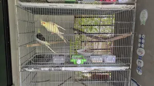 Bird Cage length 18 inches, width 36 inches