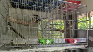 Bird Cage length 18 inches, width 36 inches