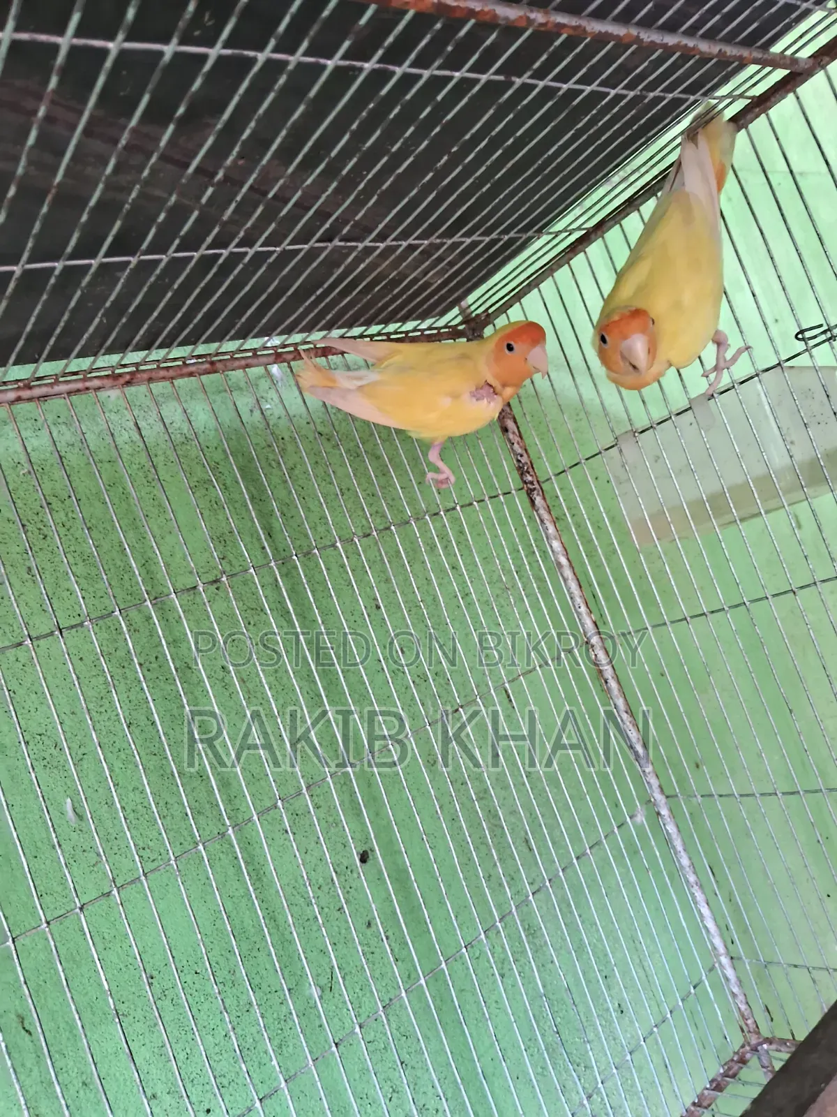 লাভ বার্ড রানিং জোড়া