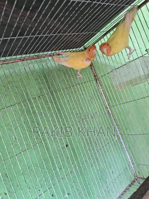 লাভ বার্ড রানিং জোড়া