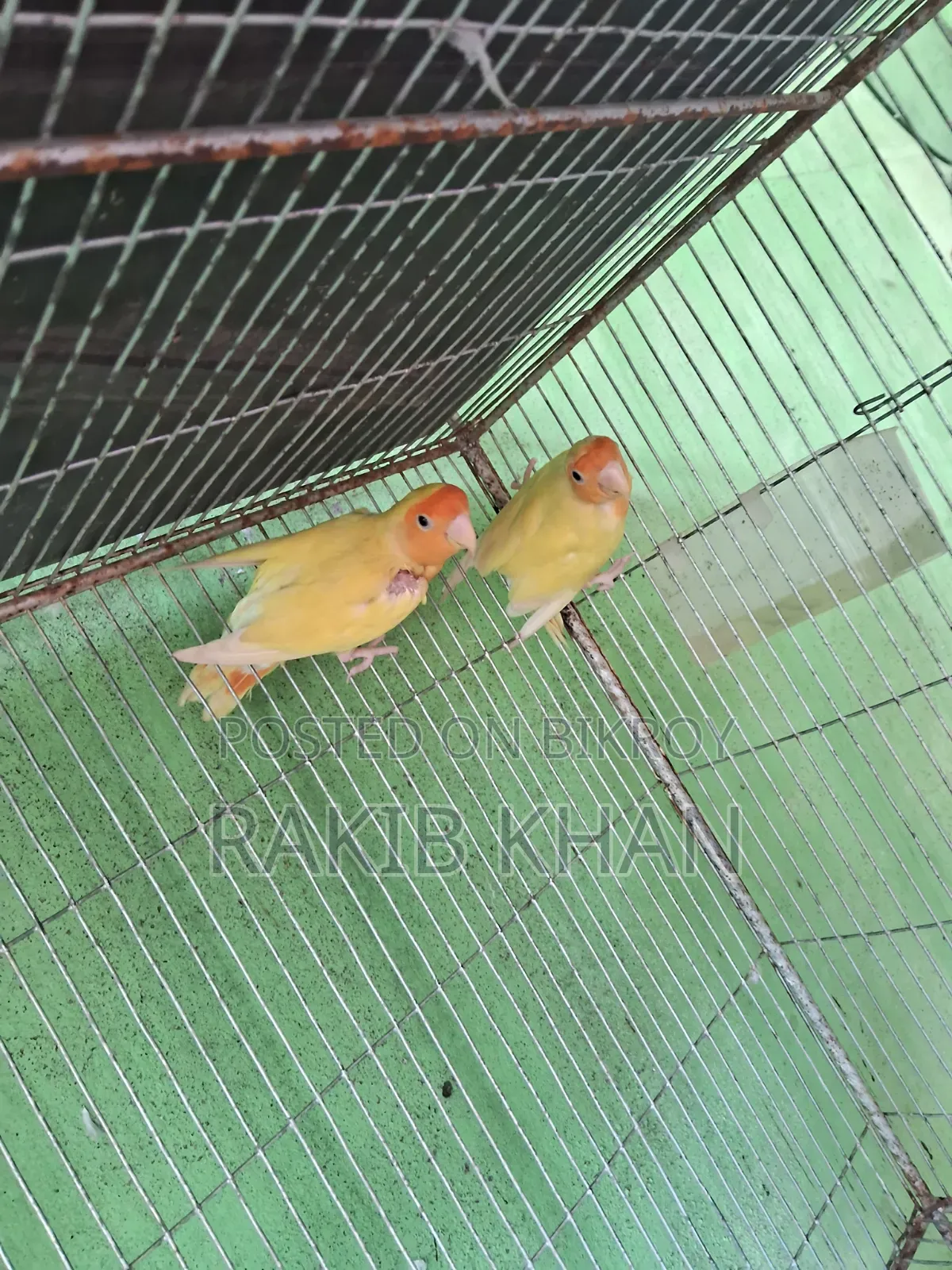 লাভ বার্ড রানিং জোড়া