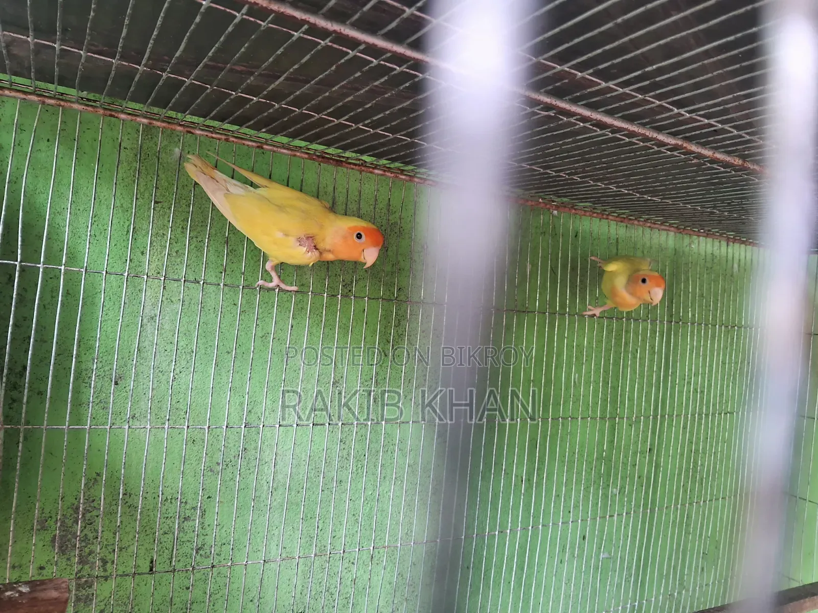 লাভ বার্ড রানিং জোড়া