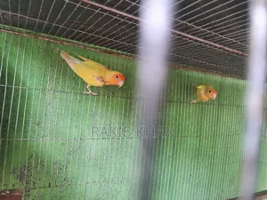লাভ বার্ড রানিং জোড়া