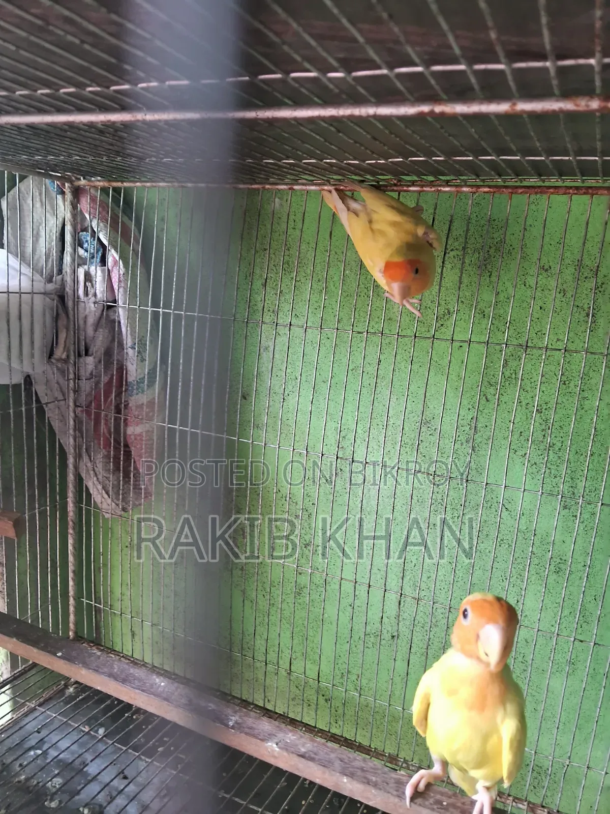লাভ বার্ড রানিং জোড়া
