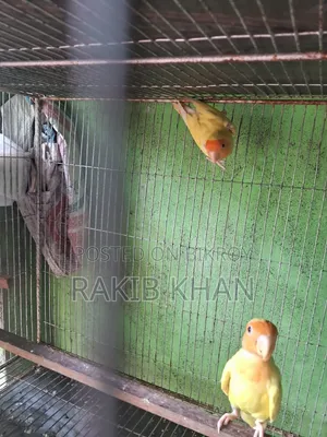 লাভ বার্ড রানিং জোড়া