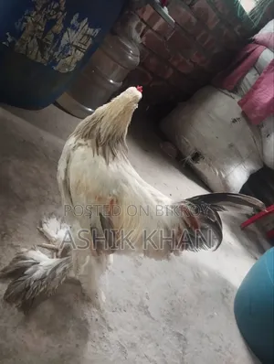 ১ টি ব্রাহমা মোরগ বিক্রি করা হবে