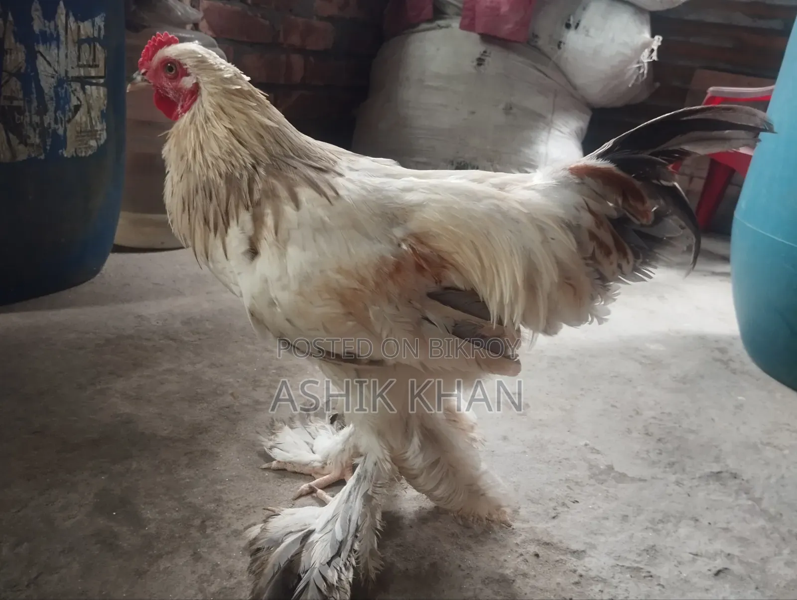 ১ টি ব্রাহমা মোরগ বিক্রি করা হবে
