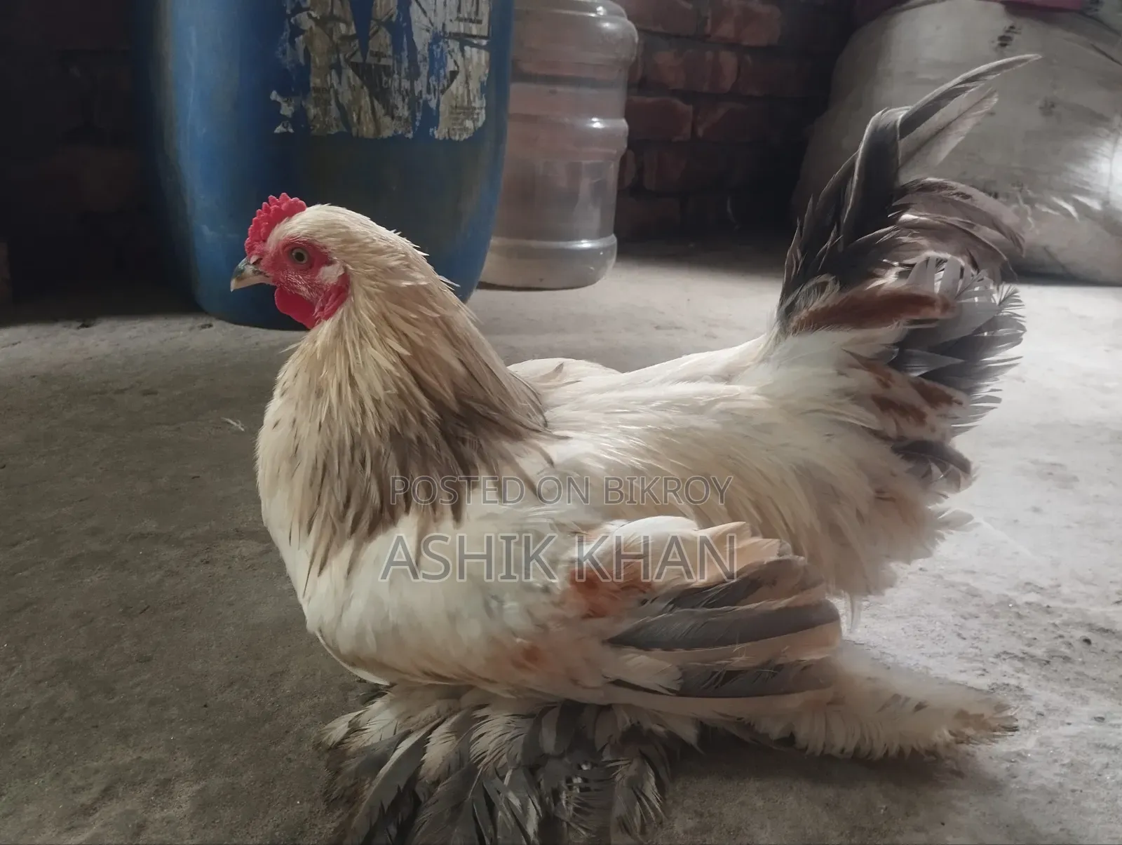 ১ টি ব্রাহমা মোরগ বিক্রি করা হবে