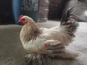 ১ টি ব্রাহমা মোরগ বিক্রি করা হবে