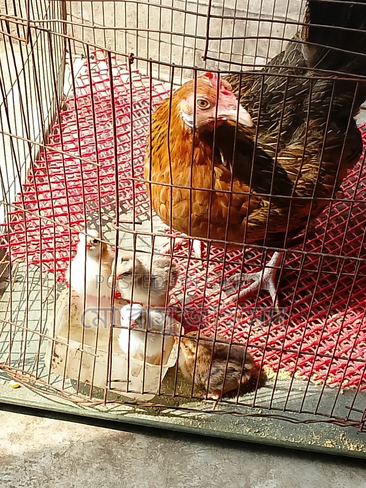 Deshi chicken with chicks