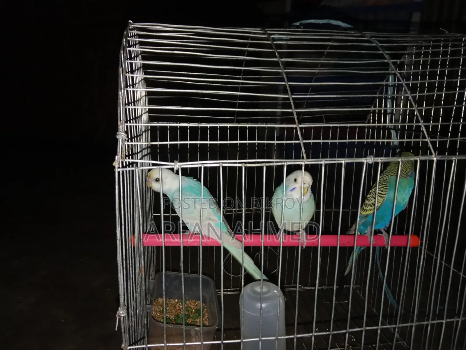 পাখি বিক্রি করা হবে