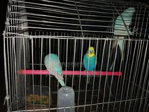 পাখি বিক্রি করা হবে