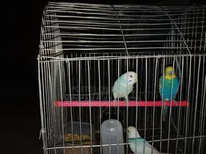 পাখি বিক্রি করা হবে