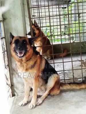 ১+ বছরের পুরুষ খাঁটি জাতের জার্মান শেফার্ড