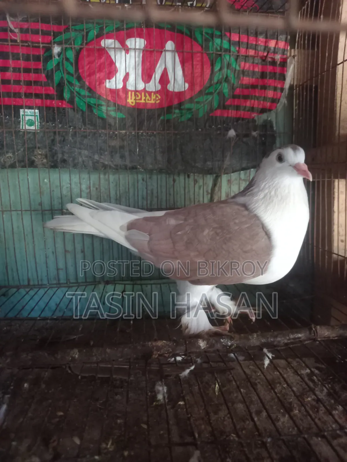 Pigeon Sale