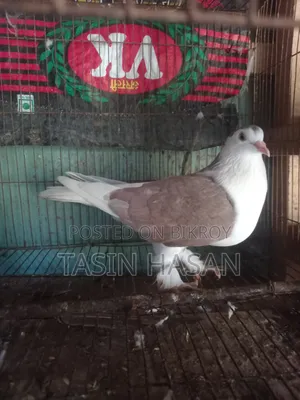 Pigeon Sale