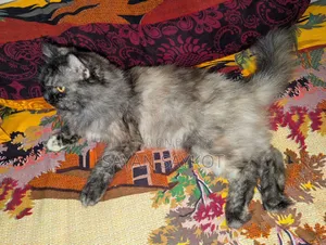 1+ Year Female Purebred Persian Cat