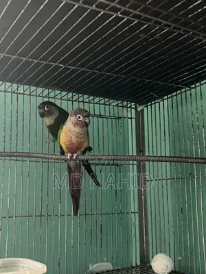 গ্রিনচিক কুনুর ,