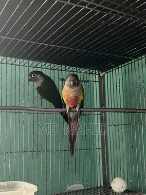 গ্রিনচিক কুনুর ,