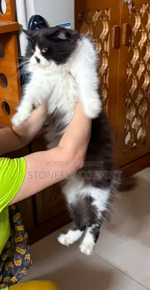 6-12 months Male Purebred Cat
