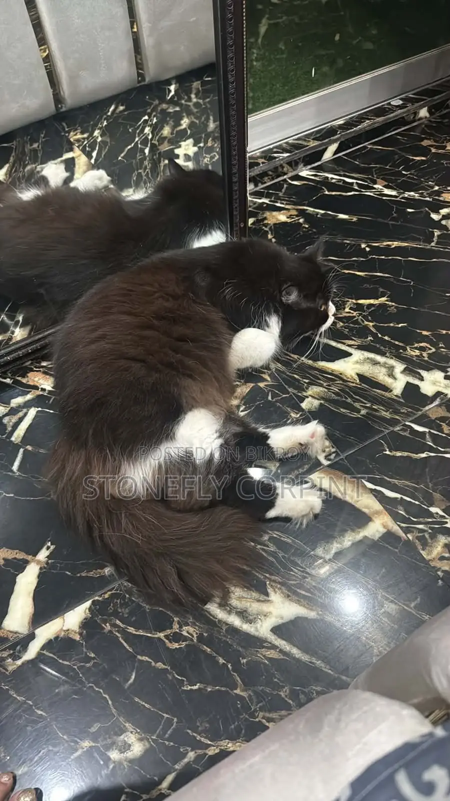 6-12 months Male Purebred Cat