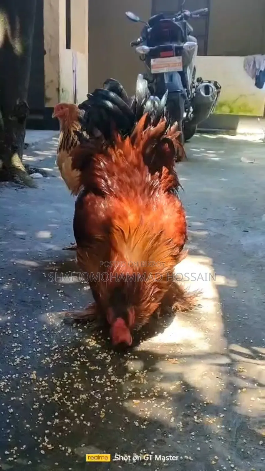 কলম্বিয়ান বাফ ব্রাহামা