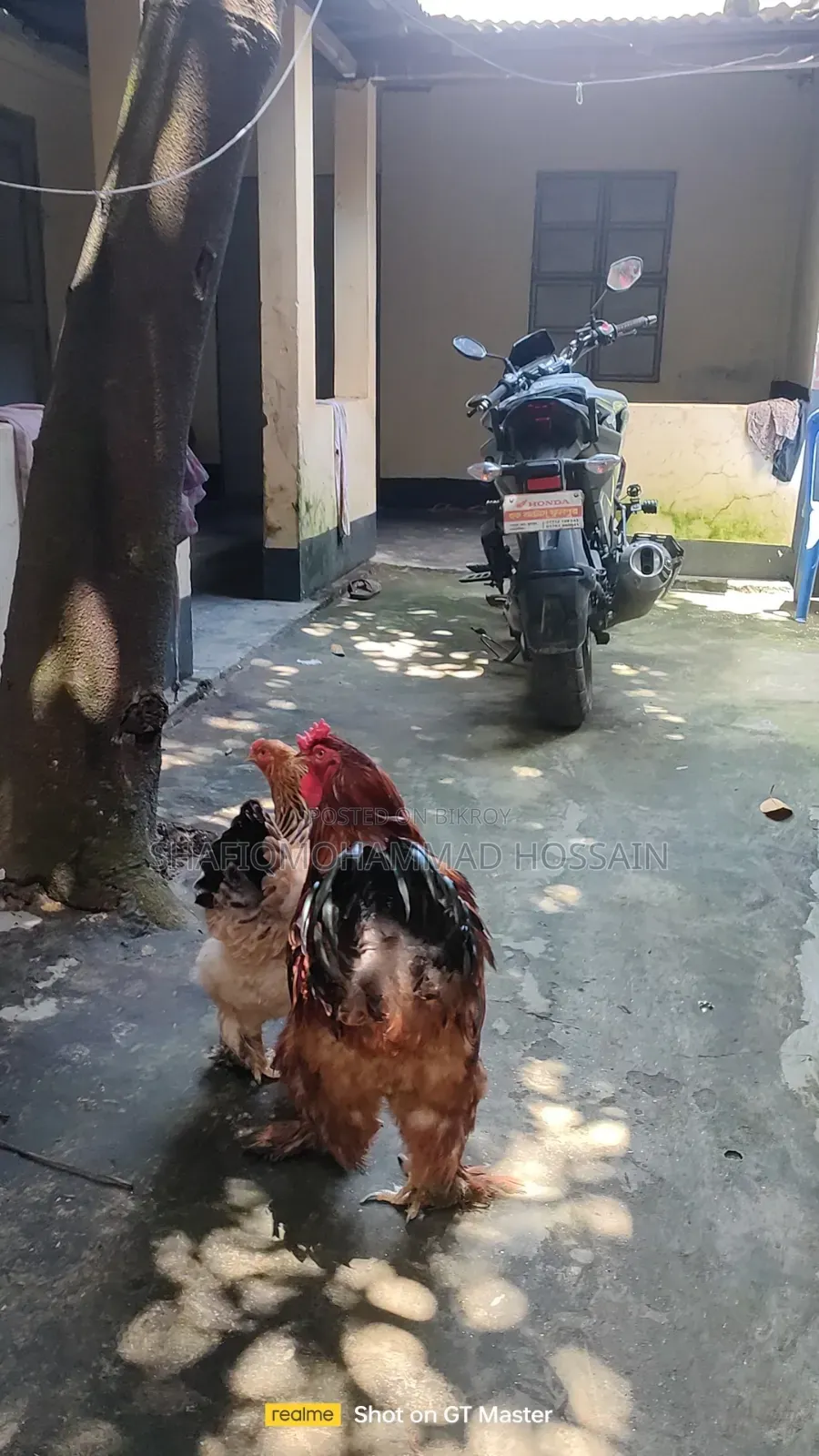 কলম্বিয়ান বাফ ব্রাহামা