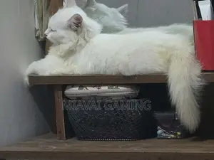 1-3 Months Female Purebred Persian