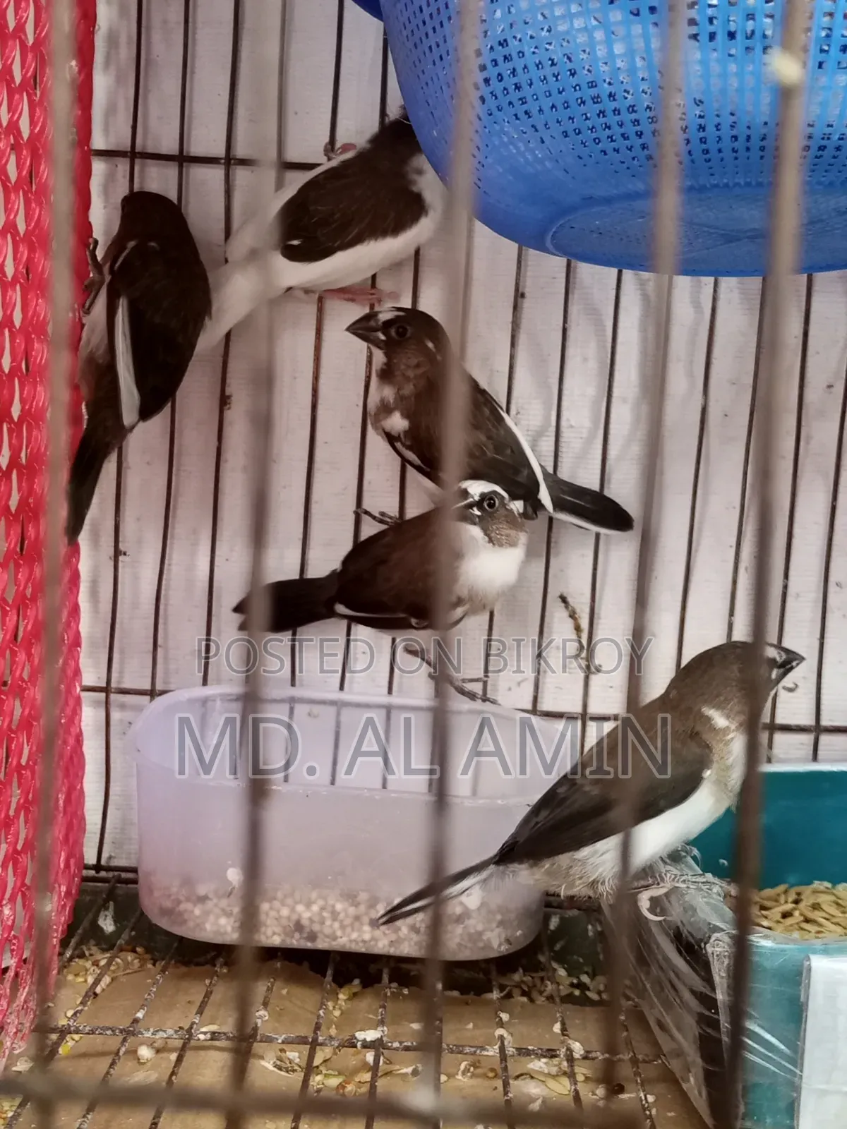 Bengali Finch Birds for Sale