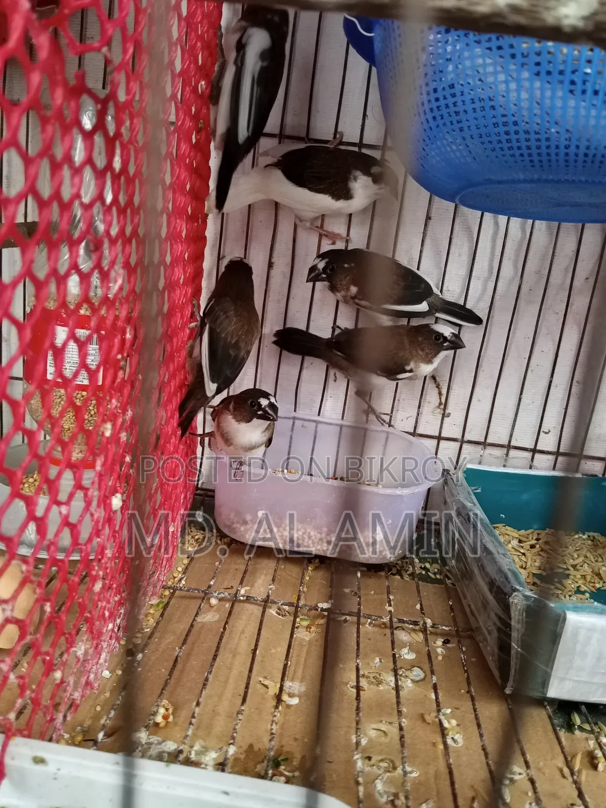 Bengali Finch Birds for Sale