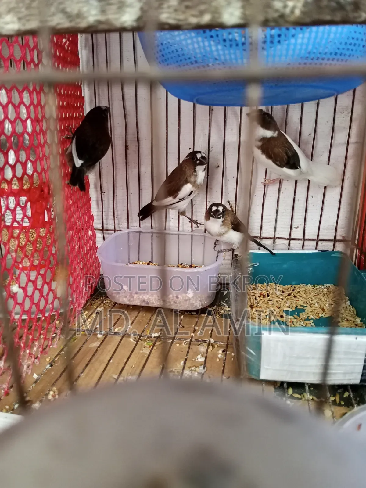 Bengali Finch Birds for Sale