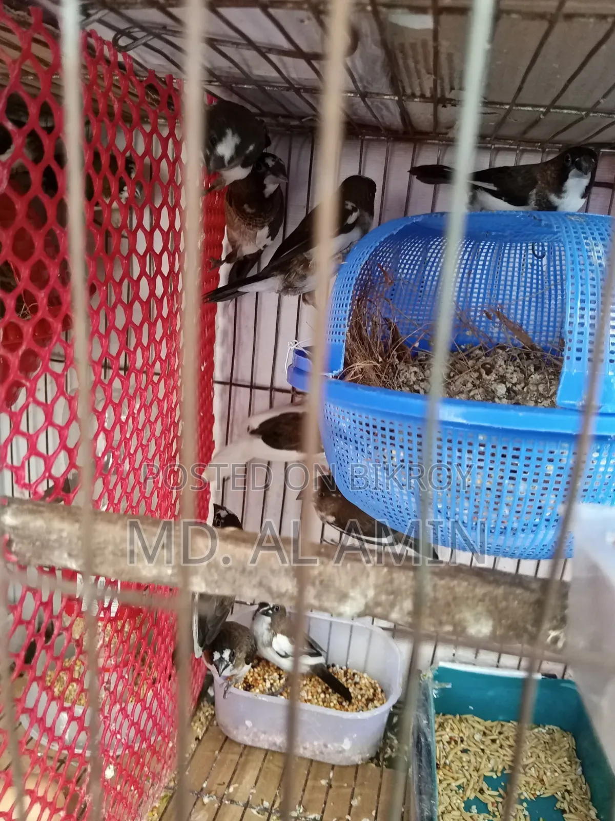 Bengali Finch Birds for Sale